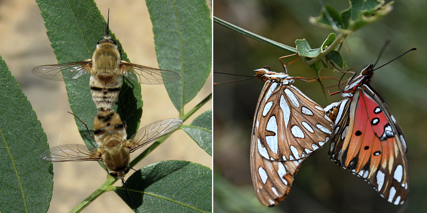 Bee flies (left) by Greg Kareofelas and Gulf Fritillaries by Kathy Keatley Garvey)
