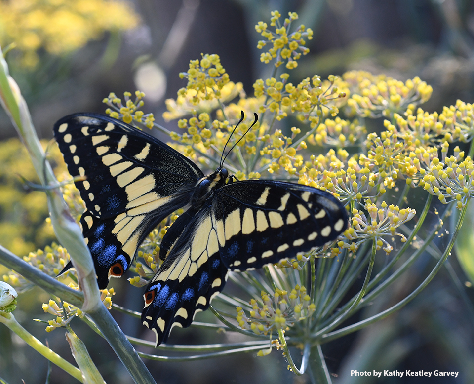 Anise swallowtail, Papilio zelicaon (Photo by Kathy Keatley Garvey)