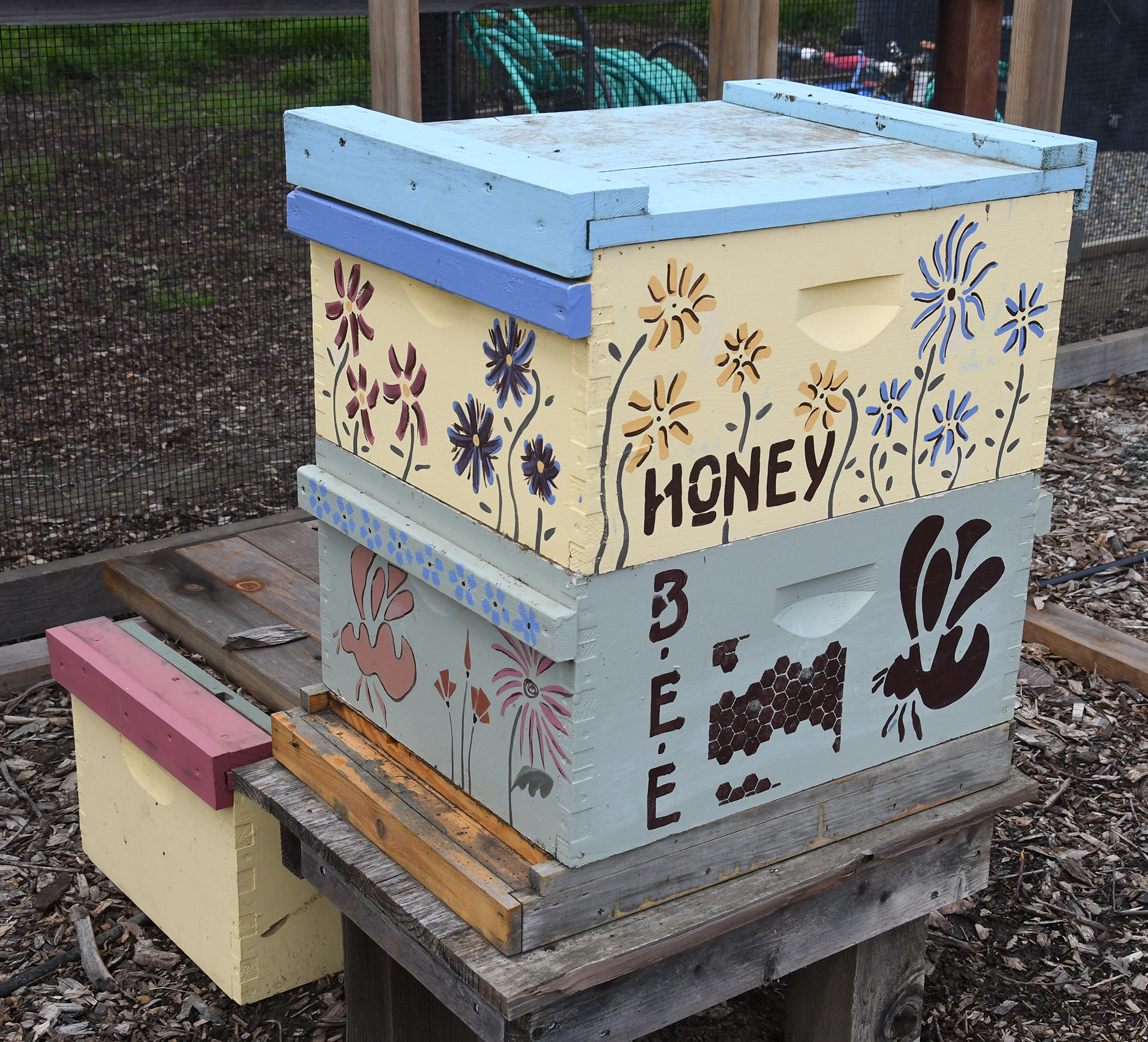 A bee colony in the UC Davis Bee Haven. (Photo by Kathy Keatley Garvey)