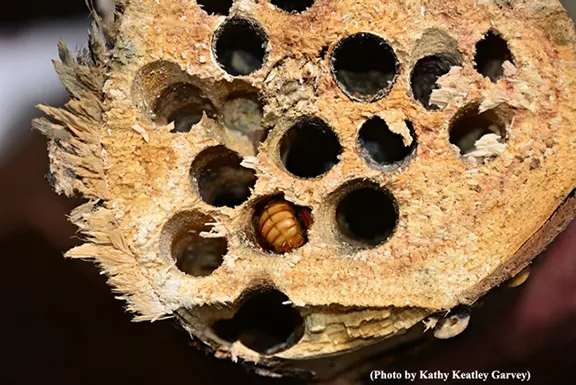 Male valley carpenter bee nesting in plum wood log. (Photo by Kathy Keatley Garvey)