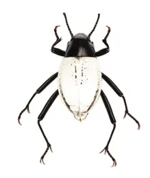 This is the white darkling beetle, a bicolor Onymacris species, that Iris Quayle studies. (Image courtesy of Iris Quayle)