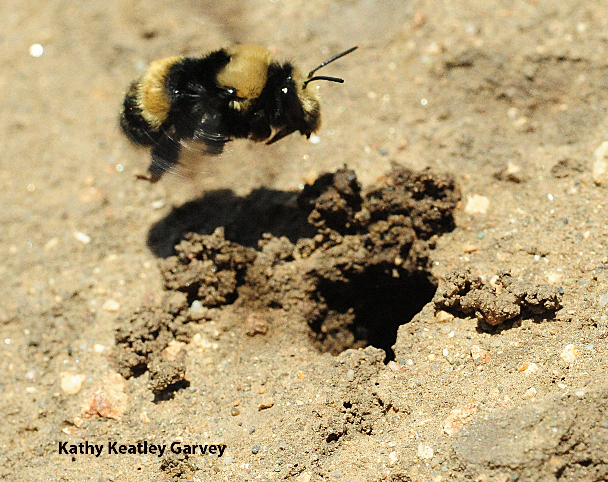 This bumble bee mimic is a digger bee, Anthophora bomboides stanfordiana, in the sand dunes of Bodega Head, Sonoma County. (Photo by Kathy Keatley Garvey)
