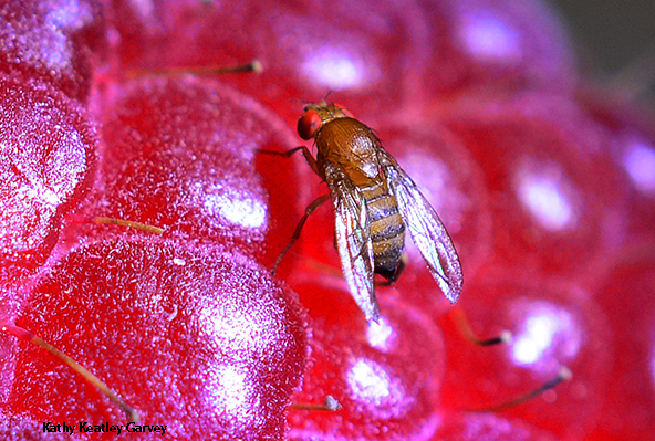 A close-up of a spotted-wing drosophila resting on a vibrant red raspberry.