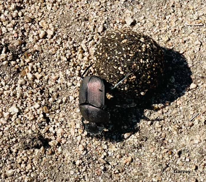 Dung beetle on the move. (Garvey image)