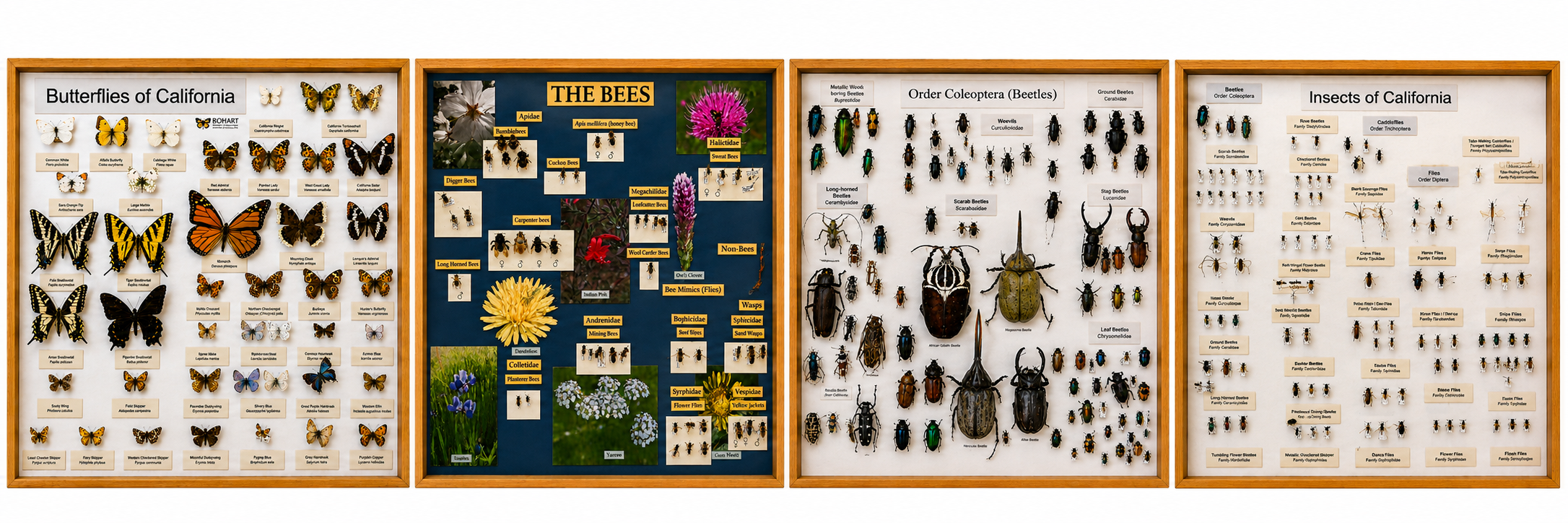 Four framed vintage entomology posters depicting butterflies, beetles, and insectsd