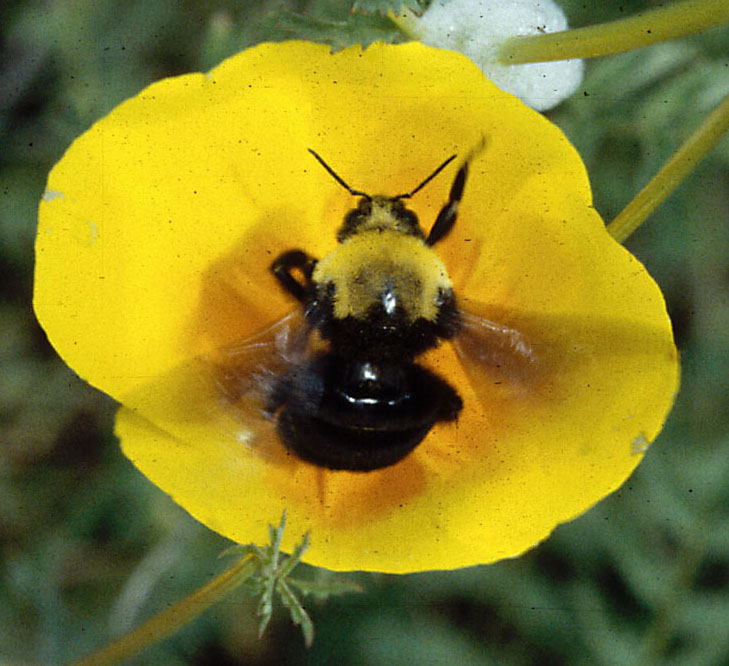 Franklin's bumble is now feared extinct. (Photo by Robbin Thorp)