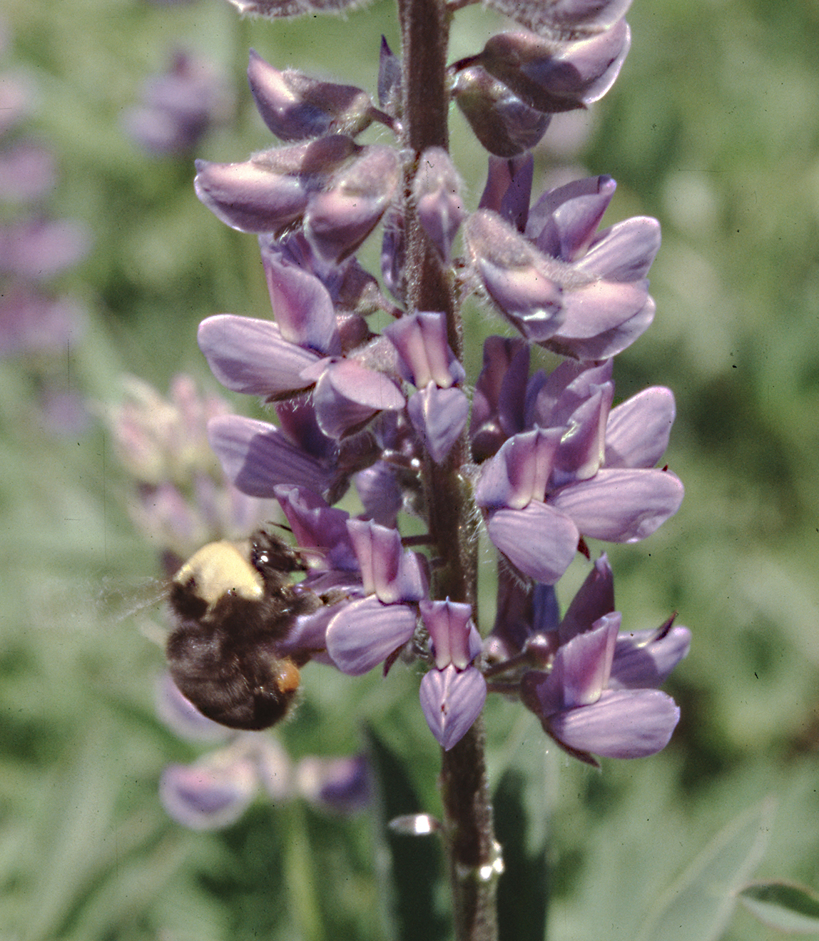Franklin's bumble bee nectaring on lupine near Mt. Ashland in 1998. (Photo by Robbin Thorp)