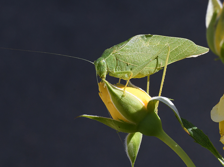 Green leaf-like katydid perched on yellow rosebud against dark background, photo
