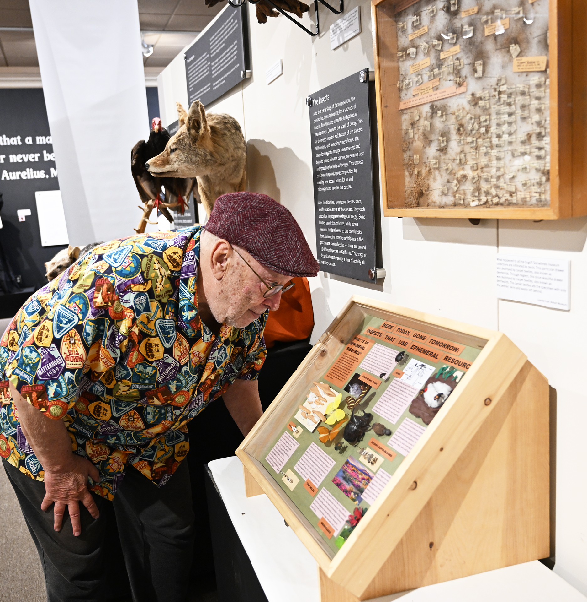 UC Davis alumnus and Vacaville Museum member Layton Damiano of Vacaville, who has a bachelor's degree in creative writing, reads the Bohart Museum display. (Photo by Kathy Keatley Garvey)