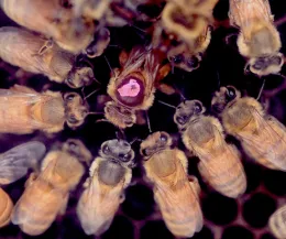 The queen bee and her retinue. (Photo by Kathy Keatley Garvey)
