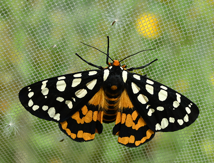 Ranchman's tiger moth from Bodega Bay. (Photo by Kathy Keatley Garvey)