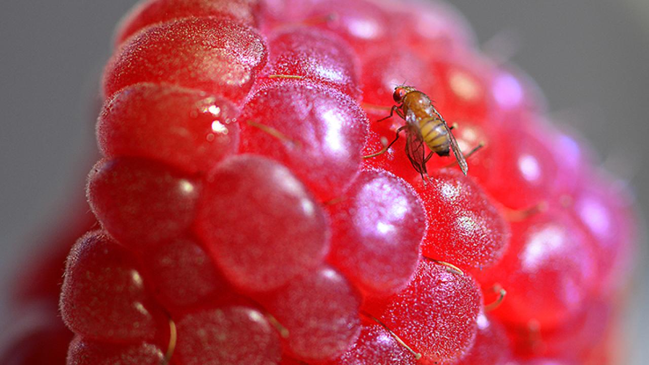 Spotted wing drosophila on a raspberry (Photo by Kathy Keatley Garvey)