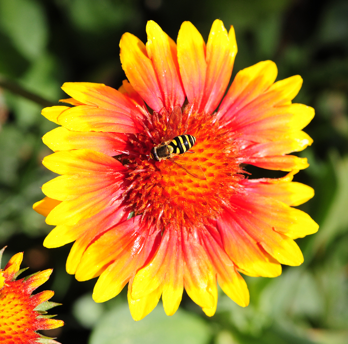 The hover fly, aka syprhid fly, is often mistaken for a bee. (Photo by Kathy Keatley Garvey)