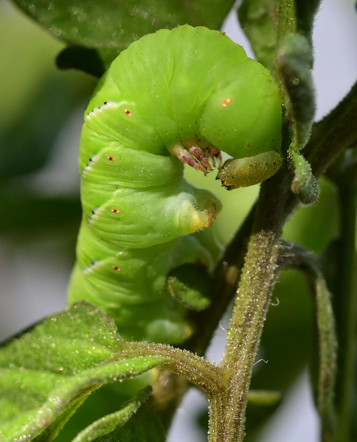 Those attending the Bohart Museum open house will be able to touch a tomato hornworm. (Photo by Kathy Keatley Garvey)