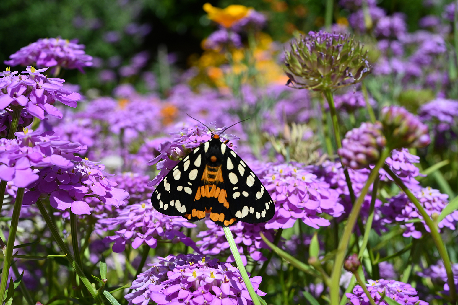 A defense of the Arctia virginalis, the Ranchman's tiger moth, is that it's distasteful. (Photo by Kathy Keatley Garvey)