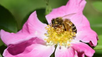 Honey bee nectaring on pink rose