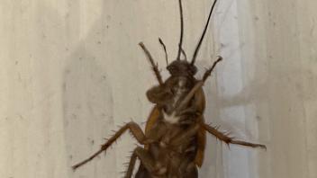 This roach is ready to race. (Photo by Kathy Keatley Garvey)
