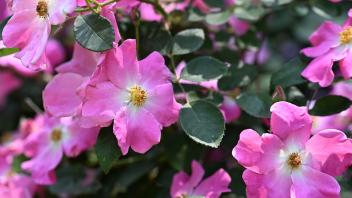 Roses in bloom. 
