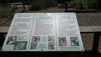 Information about bees
