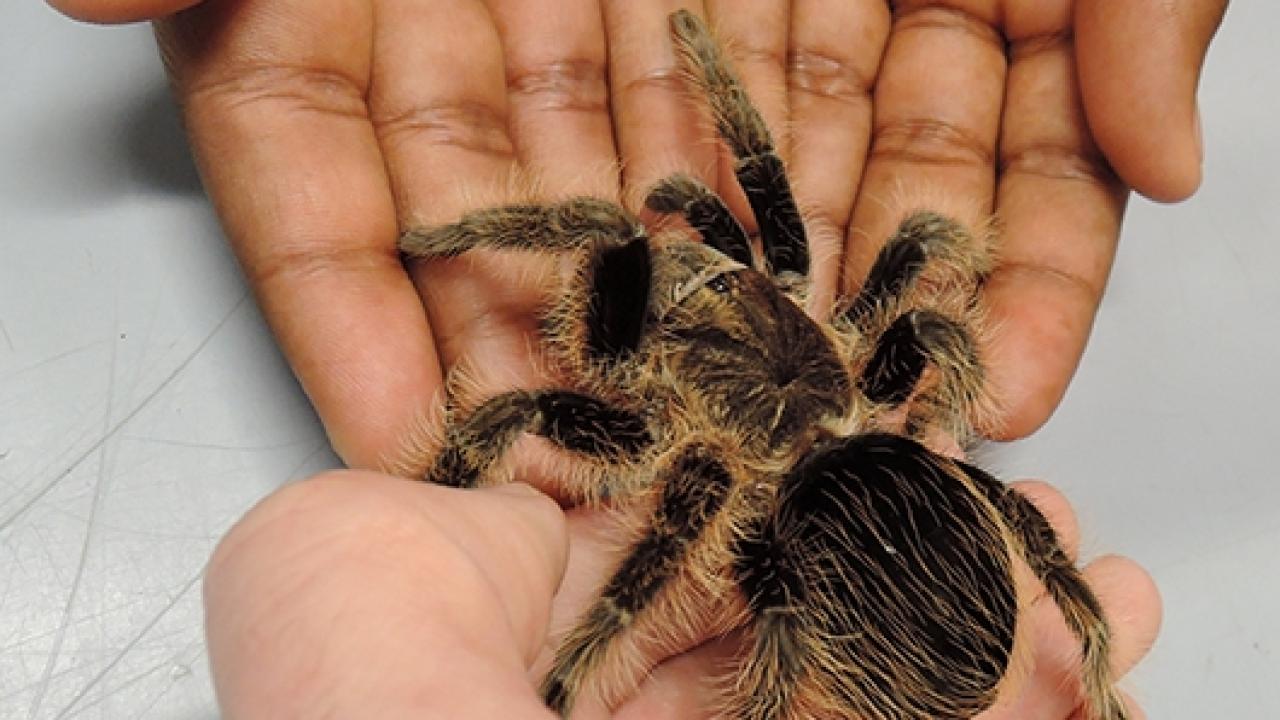 Tarantula at the Bohart Museum of Entomology