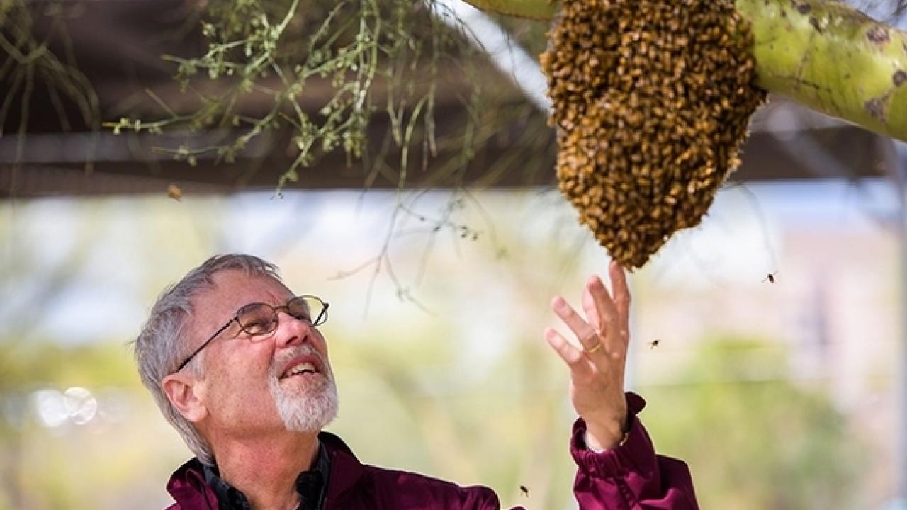 Honey bee geneticist Robert E. Page examining a bee swarm in Arizona.