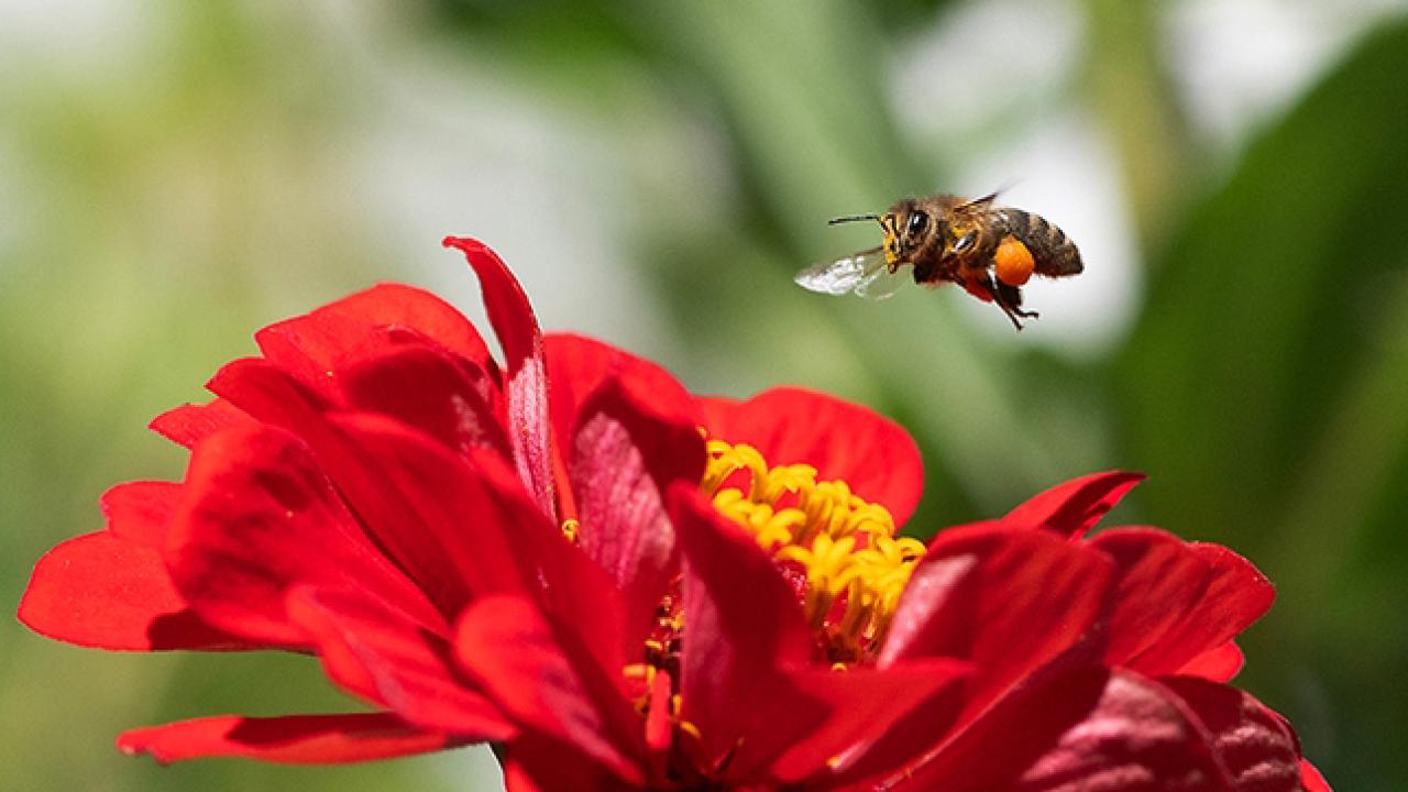 Honey bee buzzing over zinnia