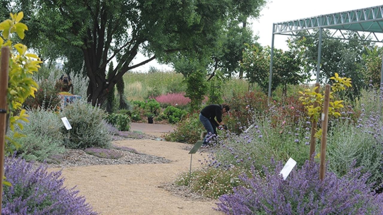 The UC Davis Bee Haven, located on Bee Biology Road, was installed in the fall of 2009. (Photo by Kathy Keatley Garvey)