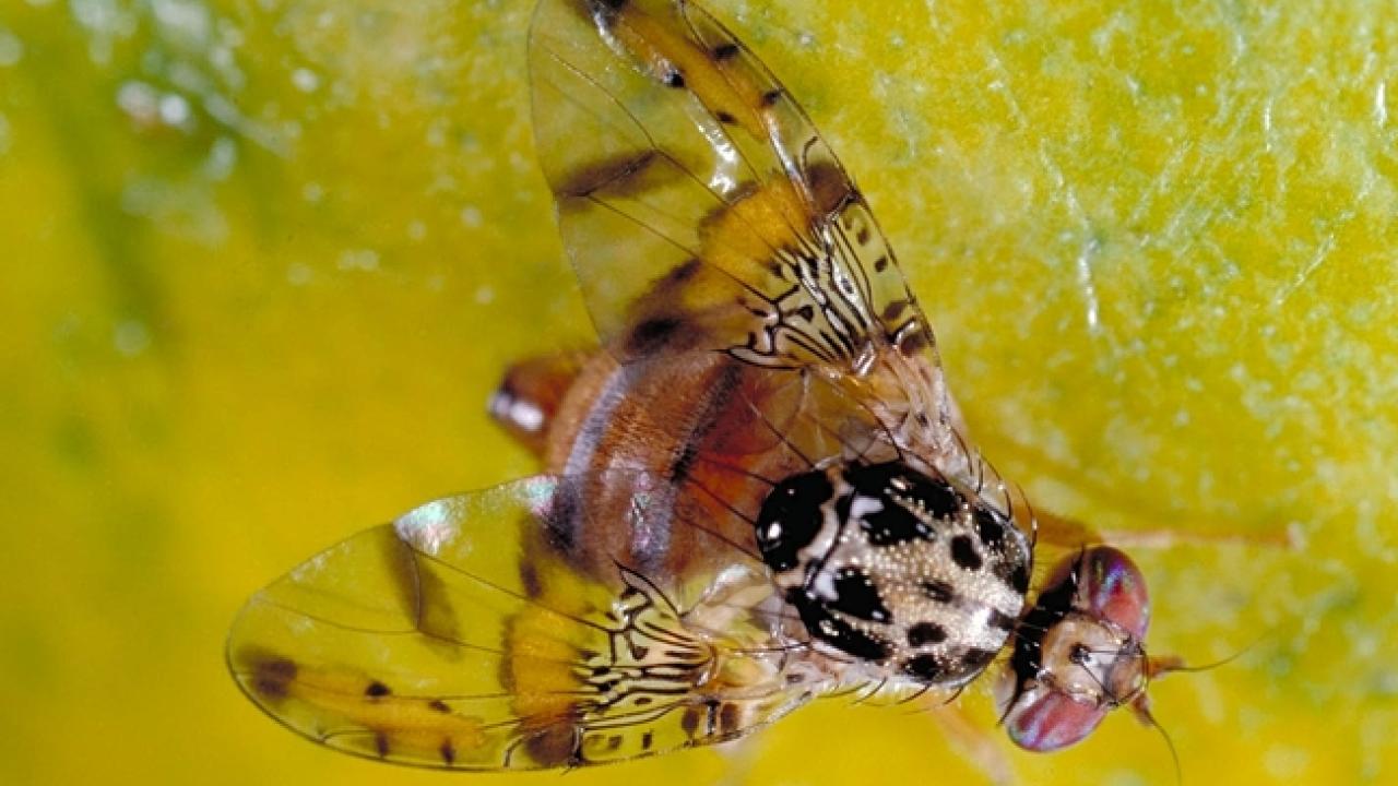 Mediterranean Fruit Fly