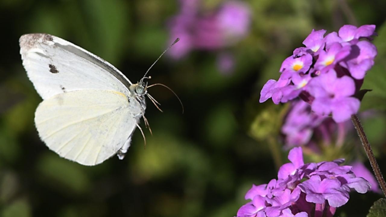 Cabbage white butterfly, Pieris rapae, in flight. (Photo by Kathy Keatley Garvey)