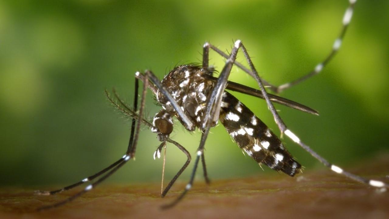 Aedes albopictus (CDC Photo)