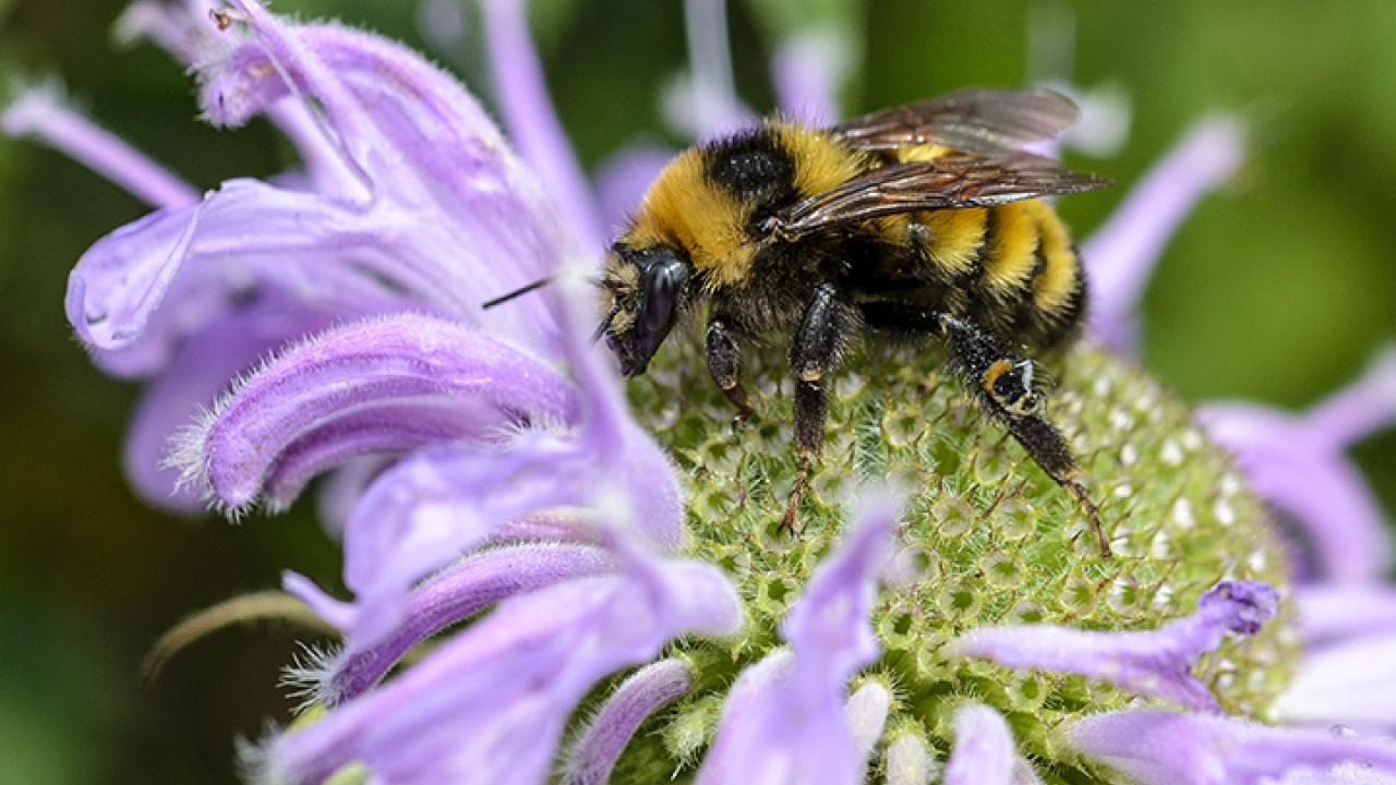 A bumble bee, Bombus borealis, foraging in the Goose Pond Sanctuary in Arlington, Wisc. (Photo by Jeremy Hemberger)