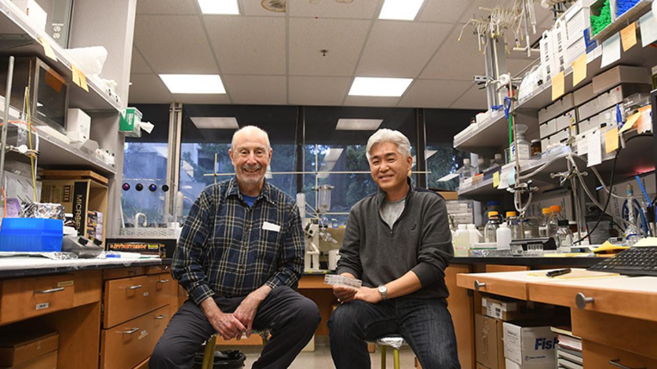 PNAS research paper co-authors UC Davis distinguished professor Bruce Hammock (left) and organic chemist Sung Hee Hwang of the Hammock lab. (Photo by Kathy Keatley Garvey)