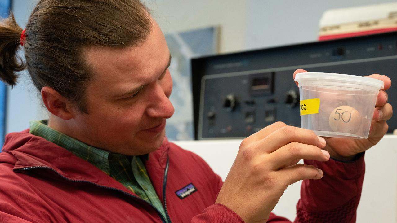 Marshall McMunn, assistant professor of teaching, examining a California gall wasp. (Photo by Jael Mackendorf)