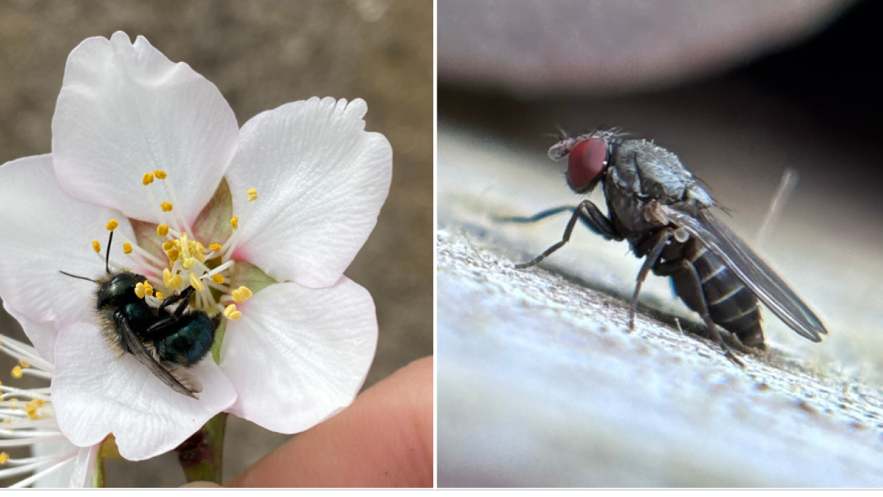 Blue orchard bee and Houdini fly