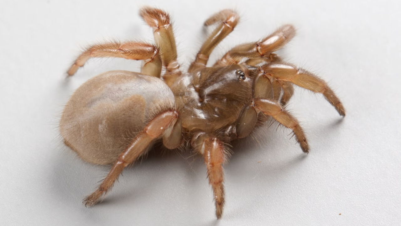 Newly discovered species of trapdoor spider, Aptostichus ramirezae. (Photo by Emma Jochim of the Jason Bond lab, UC Davis)