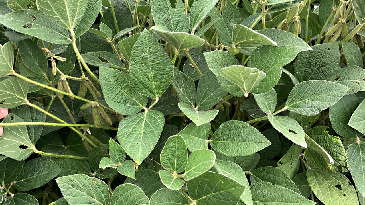 A soybean field. (Photo courtesy of Wikipedia)