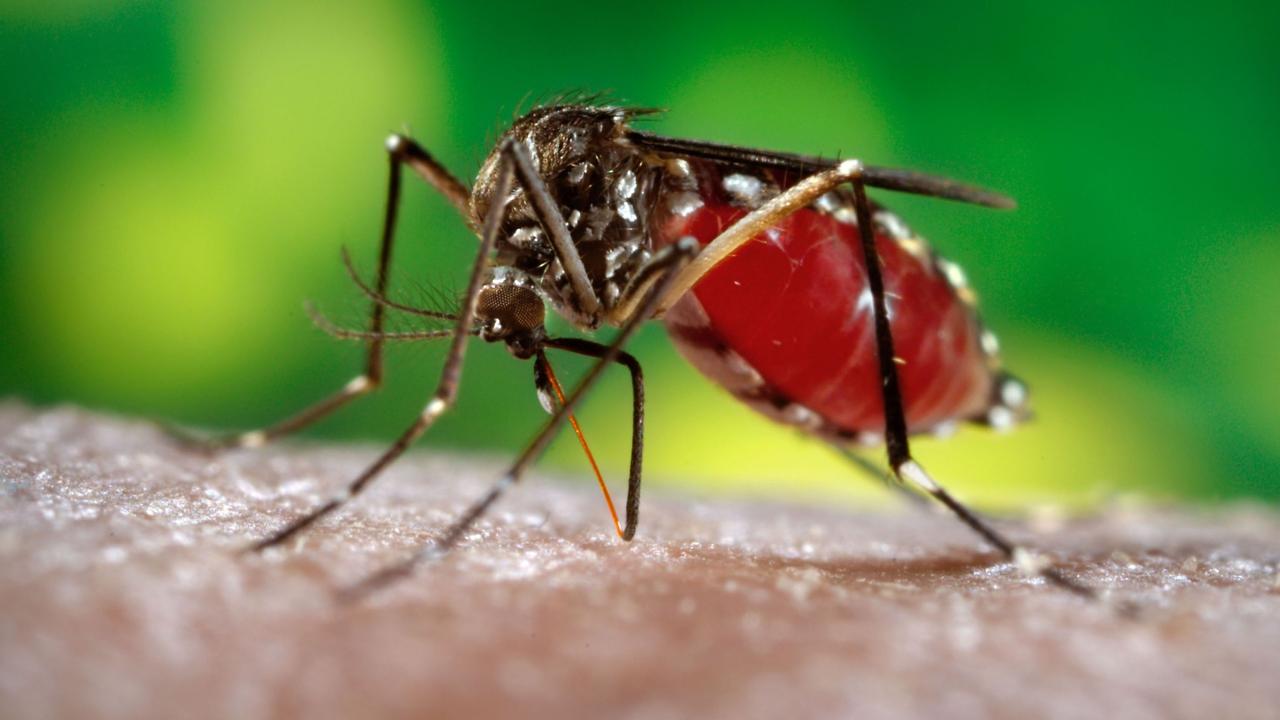 Close-up photo of mosquito with red, blood-filled abdomen feeding on human skin