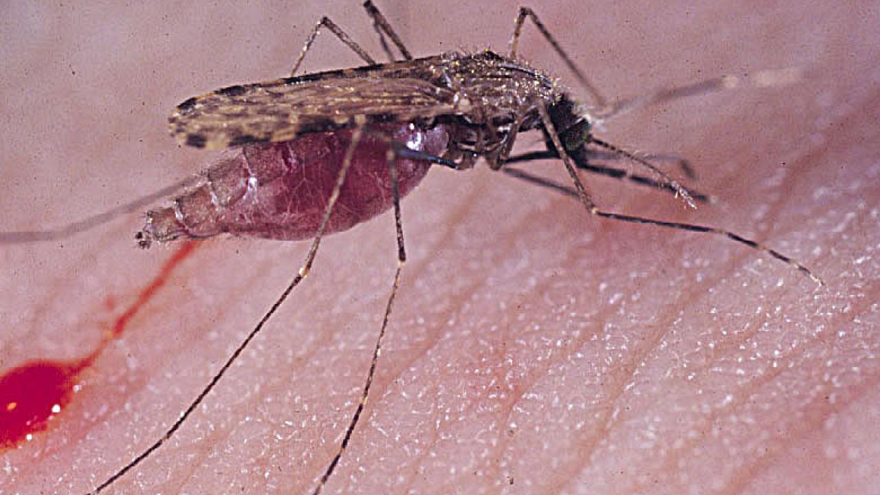 Anopheles gambiae drawing blood