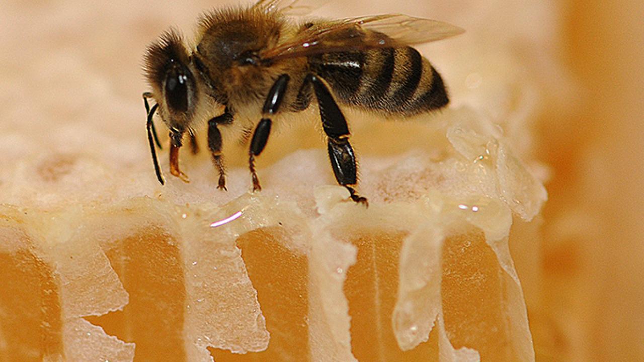 A honey bee on comb. The California Master Beekeeper Program and The HIVE are joining forces to provide two January workshops: one on honey and the other on mead. (Photo by Kathy Keatley Garvey) on honey and(Photo by Kathy Keatley Garvey)