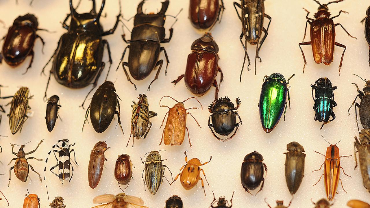 Beetle mania! Beetles will be among the specimens shown at the Bohart Museum of Entomology on Sunday, Oct. 5. These are ready for labeling. (Photo by Kathy Keatley Garvey)