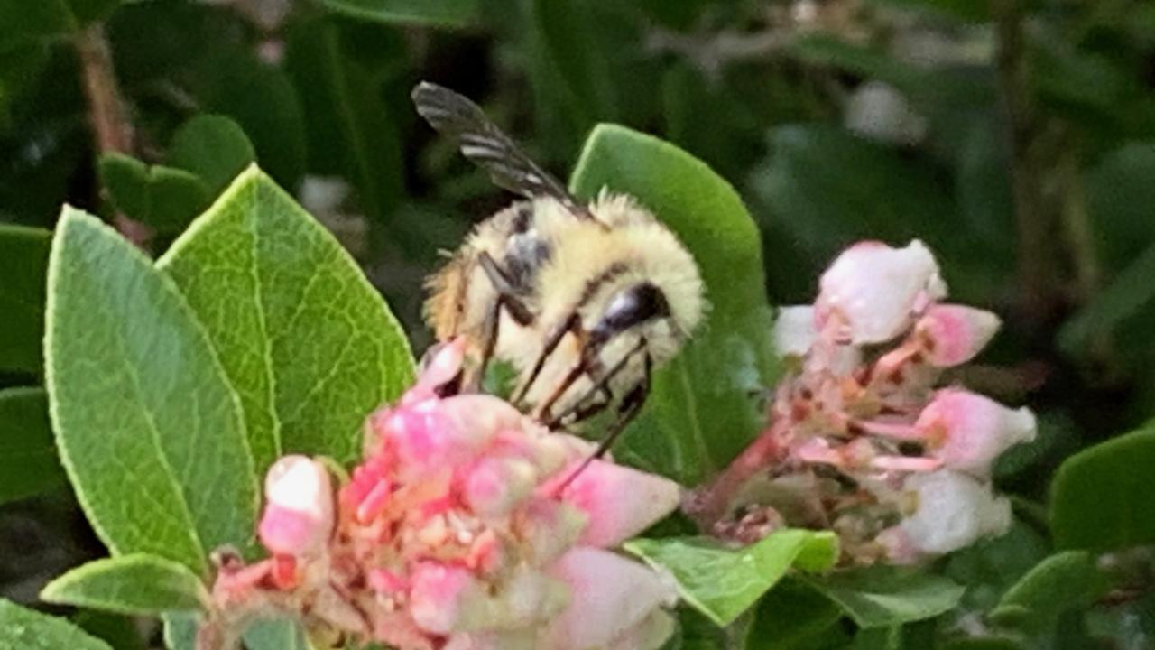 Contest winner Lesley Hamamoto photographed this black-tailed bumble bee, Bombus melanopygus, nectaring on manzanita, at 9:59 am., Friday, Jan. 2 in the UC Davis Arboretum and Public Garden. (Photo by Lesley Hamamoto)