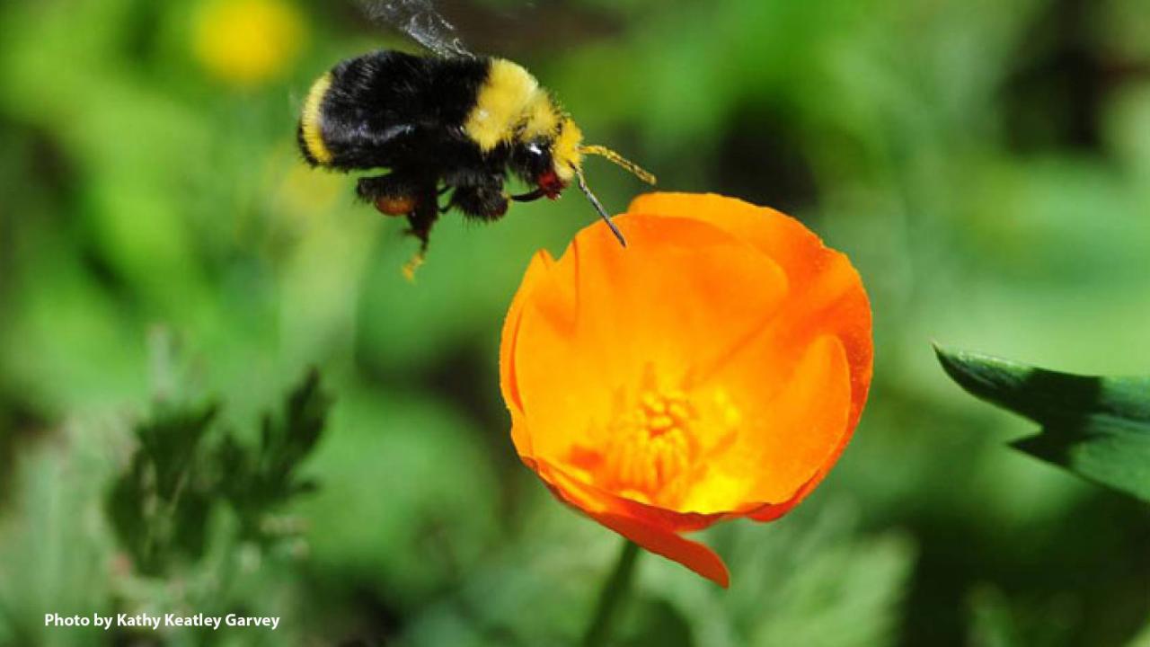 A yellow-faced bumble bee, Bombus vosnesenskii, heading toward a California golden poppy. (Photo by Kathy Keatley Garvey)