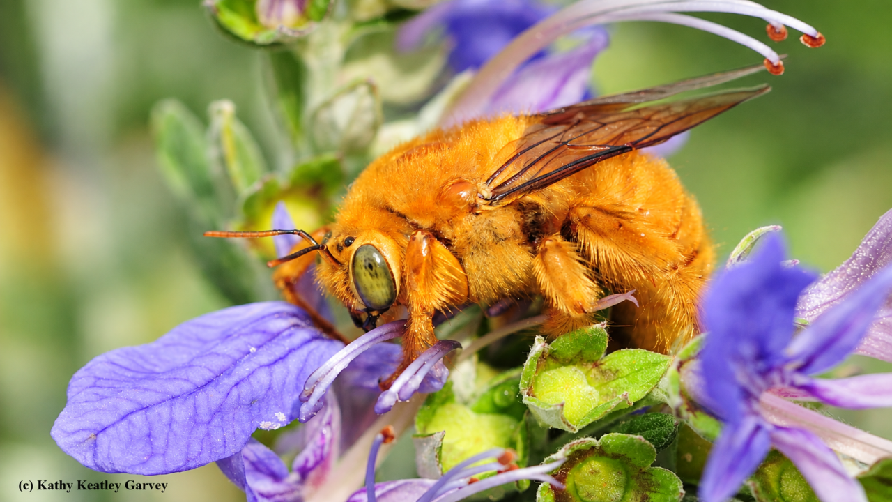Male valley carpenter bee with iridescent green eyes feeding on a purple flower