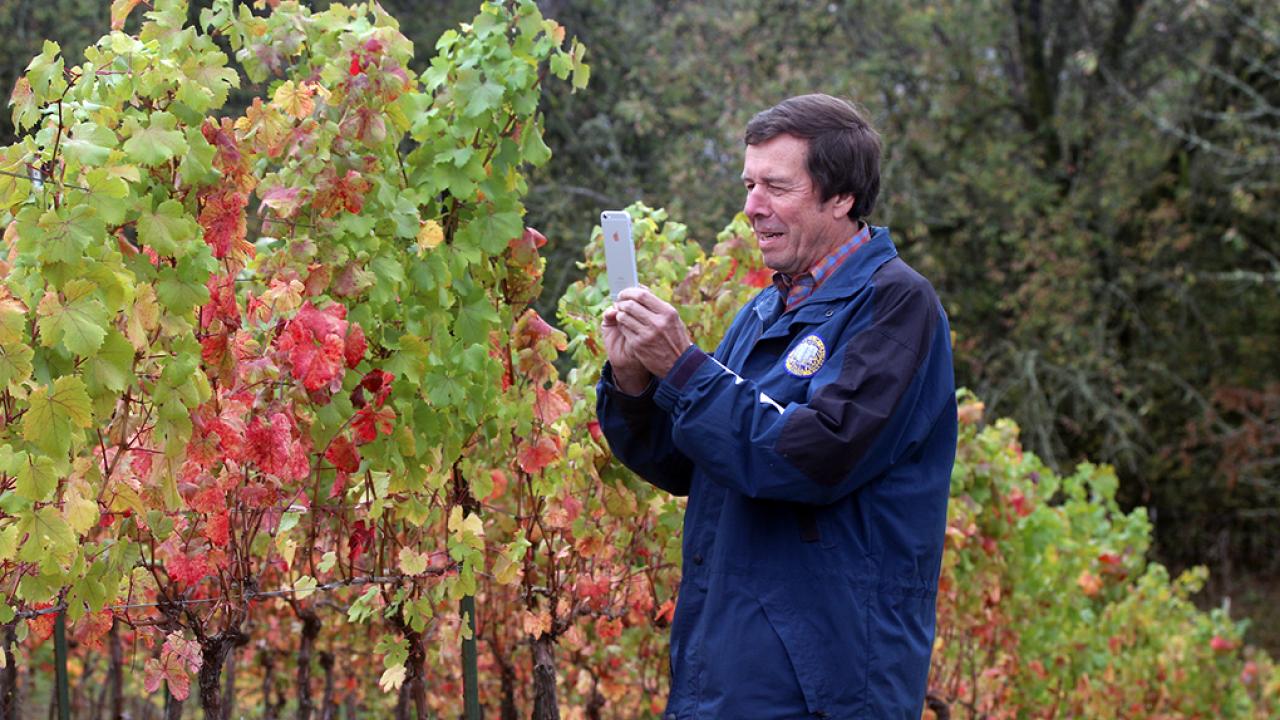 UC Davis distinguished professor Frank Zalom takes an image of a Willamette vineyard showing grapevine red blotch virus in the fall. 