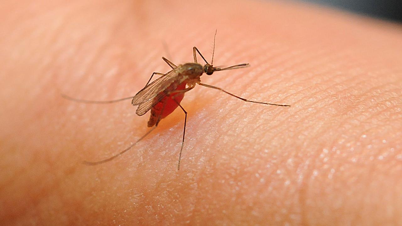 Culex quinquefasciatus drawing blood. (Photo by Kathy Keatley Garvey)