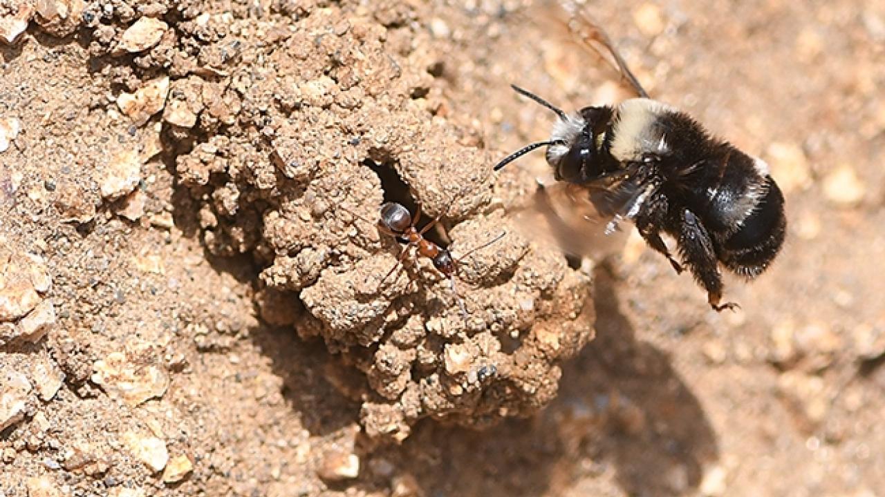 A solitary, ground-nesting digger bee, Anthophora bomboides standfordina, at Bodega Head.