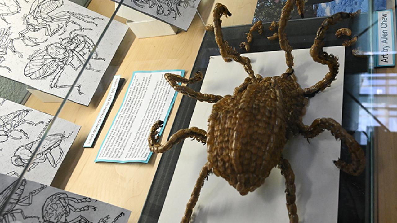 A Bohart Museum hallway display features Allen Chew's kraken sculpture (Photo by Kathy Keatley Garvey)