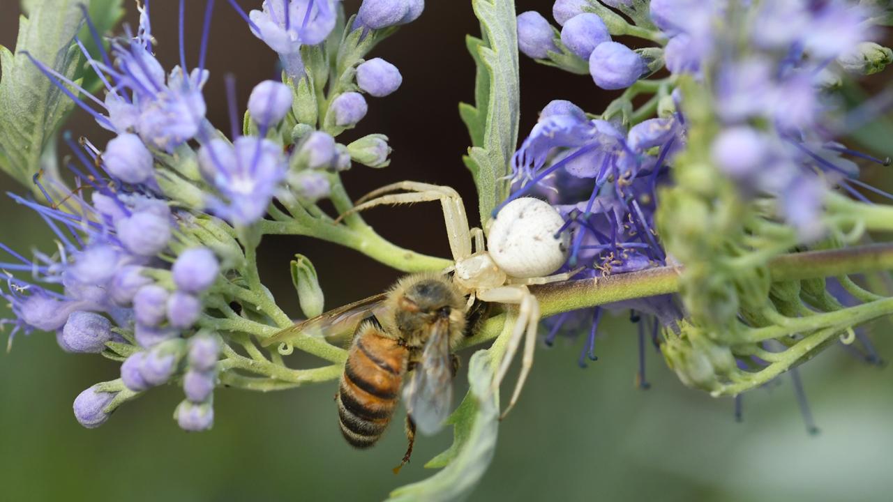 A crab spider nails a honey bee. Eight-legged wonders, including spiders, will be the theme of a Bohart Museum of Entomology open house. (Photo by Kathy Keatley Garvey)