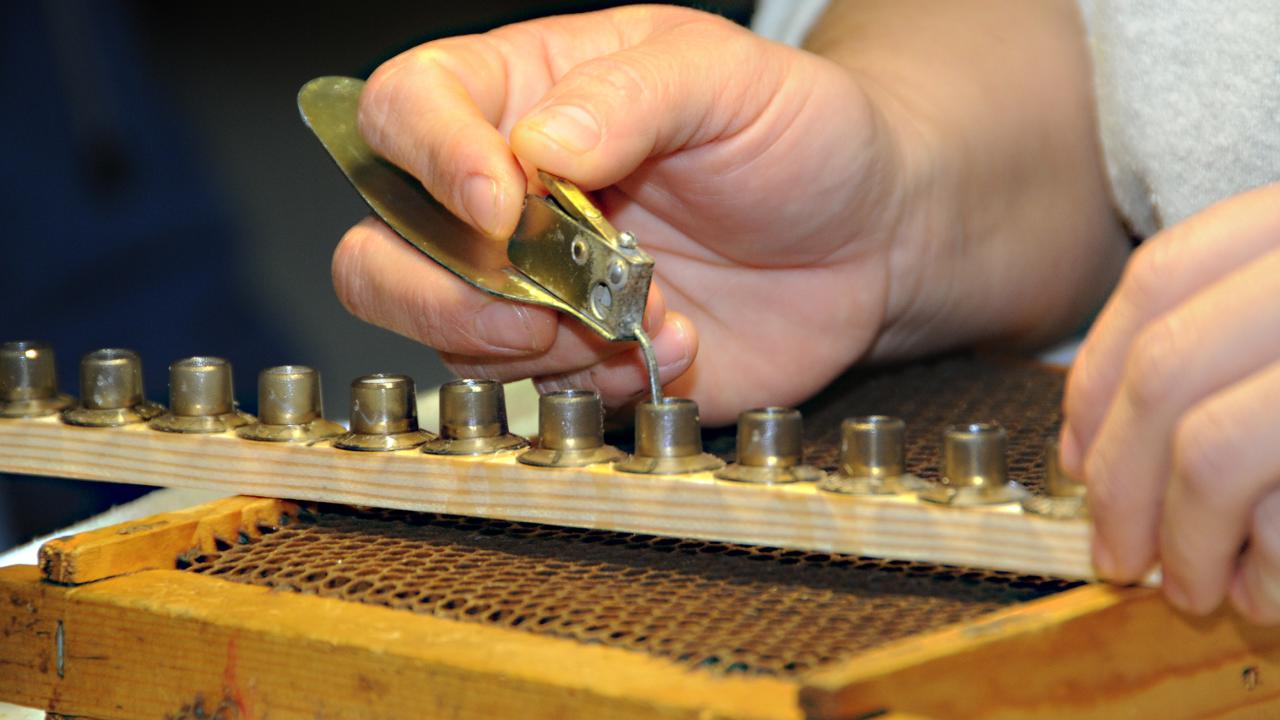 Grafting in a class at the Harry H. Laidlaw Jr. Honey Bee Research Facility. (Photo by Kathy Keatley Garvey)
