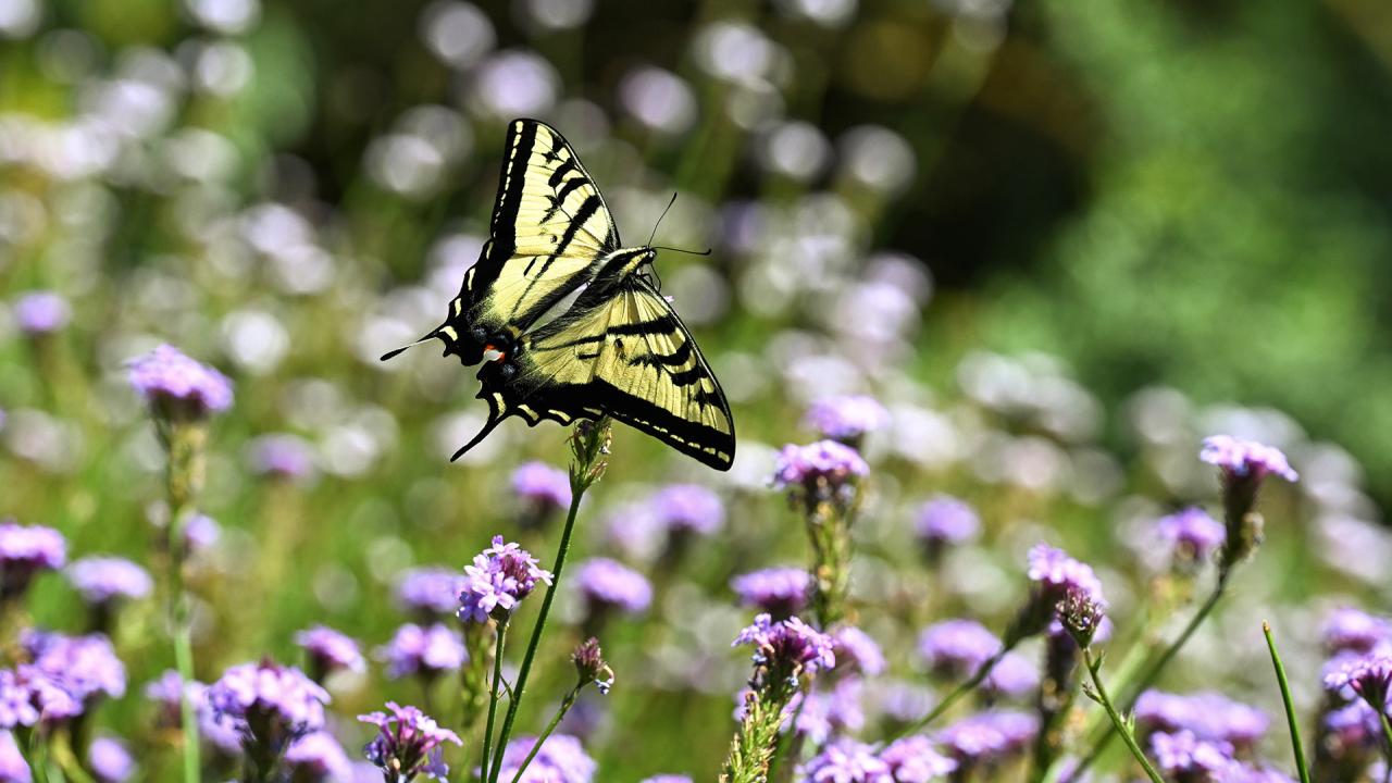 Western tiger swallowtail fluttering over Verbena in the UC Davis Bee Haven. (Photo by Kathy Keatley Garvey)